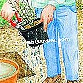 Perovskia tumbuhan: gerak isyarat - (perovskia) Tanggalkan bekas