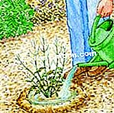 Perovskia tumbuhan: gerak isyarat - (dengan) Perovskia tumbuhan dan air