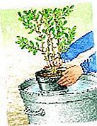 Menanam pyracantha - (lindung nilai) Menenangkan bola akar jika perlu
