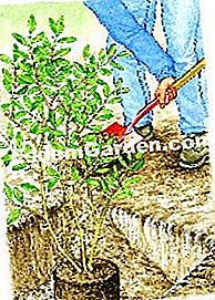 Menanam pyracantha - (lindung) Menanam pyracantha