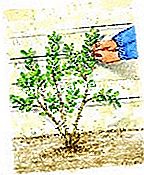 Menanam pyracantha - (yang) Lampirkan ranting apabila mereka tumbuh
