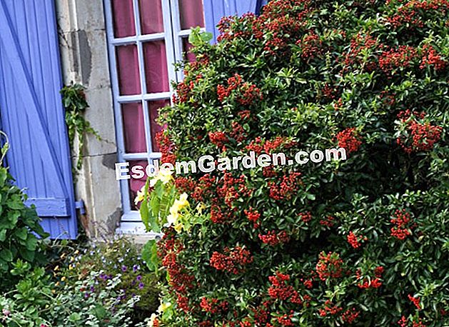 Menanam pyracantha - (lindung nilai) Musim panas berbunga pyracantha - E. Brenkle - EsdemGarden