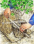 Plantați syringatul - (plantați) Plantați syringatul