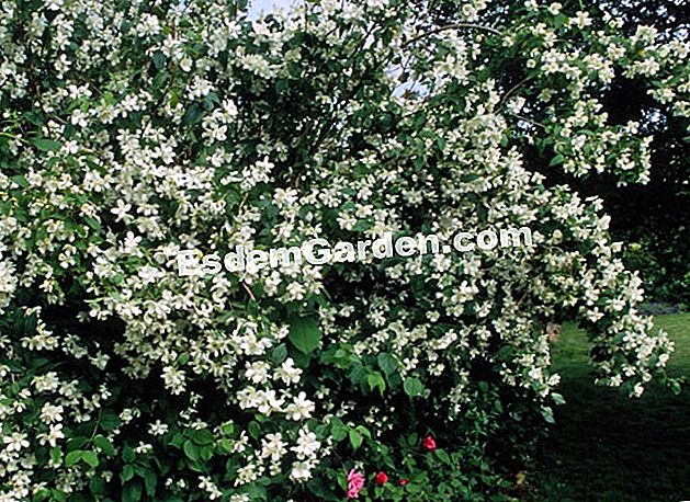 Plantați syringatul - (pentru) Philadelphus este un arbust de flori de primăvară înflorit în primăvară. Plantarea syringatului se face iarna. - F. Marre - Rusica
