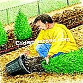 Tumbuhan thuja di lindung nilai - (dengan) Ambil Thuja dari bekas mereka