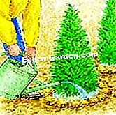 Tumbuhan thuja di lindung nilai - (cedar) Loji, padat dan air thujas
