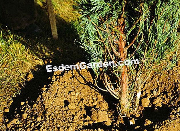 Tumbuhan thuja di lindung nilai - (nilai) Menanam pagar cedar - EsdemGarden