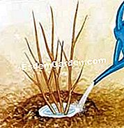 Pflanze die Weigelie: die Gesten - (pflanze) Eine Schüssel formen und mit Wasser füllen