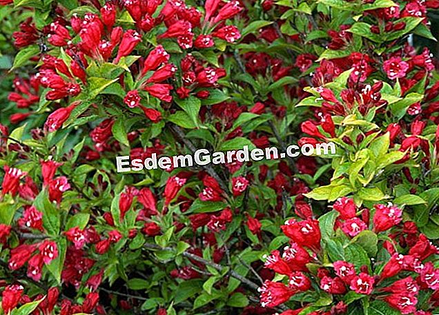 Pflanze die Weigelie: die Gesten - (oder) Weigelia 'Goldener Rubin'