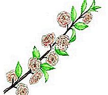 Meremukkan pokok badam dengan bunga (Prunus triloba) - (triloba) Potonglah cawangan-cawangan sebaik sahaja ia dicabut