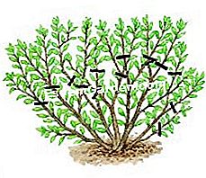 Meremukkan pokok badam dengan bunga (Prunus triloba) - (badam) Prun berhampiran pangkalan