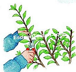 Meremukkan pokok badam dengan bunga (Prunus triloba) - (pokok) Tanggalkan cawangan yang mati