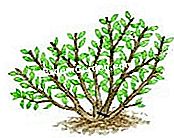 Meremukkan pokok badam dengan bunga (Prunus triloba) - (pokok) Potong cawangan tertua