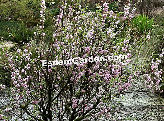 Meremukkan pokok badam dengan bunga (Prunus triloba)