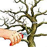 Poden bonsai caducifolio - (ramas) Eliminar ramas que desnaturalizan la silueta del sujeto