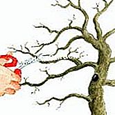 Poden bonsai caducifolio - (caducifolio) Corta las ramas demasiado largas