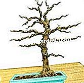 Poden bonsai caducifolio - (caducifolio) Ver ligaduras