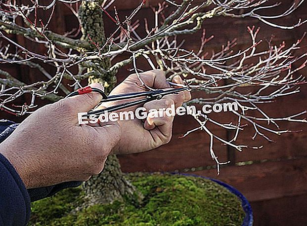 Poden bonsai caducifolio - (silueta) Tamaño de un bonsai deciduo: Acer palmatum 'arakawa'