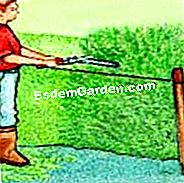 Taglia il ligustro - (taglia) Fai un passo indietro - EsdemGarden