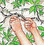 Meremang semangat Virginia - (virginia) Potong cawangan