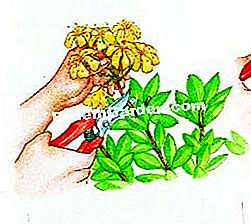 Pode la azalea decidua - (ramas) Eliminar flores desvanecidas