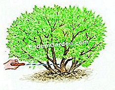Pode la azalea decidua - (brotes) Vimos las ramas más antiguas