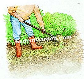 Pode la azalea decidua - (decidua) Garra el macizo en la superficie