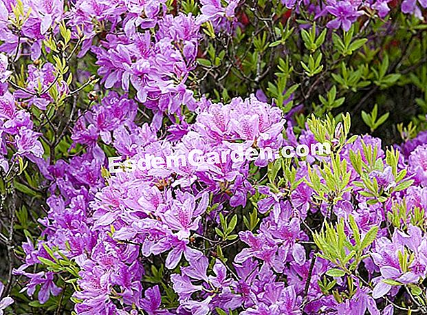 Pode la azalea decidua - (flores) Proporcionar el tamaño de azaleas en primavera tardía después de la floración (foto: Azalea mollis 'Sun Chariot') - F. Marre - Brocéliande Jardines - EsdemGarden