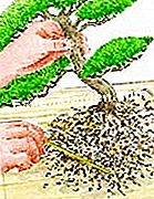 Repot bonsai - (akar) Potting a bonsai: pembersihan akar (ilustrasi)