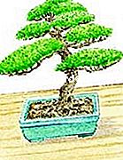 Repot bonsai - (campuran) Bonsai (ilustrasi)