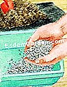 Repot bonsai - (campuran) Potting a bonsai: menyediakan substrat (ilustrasi)