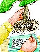 Repot bonsai - (akar) Potting a bonsai: memperbaiki tumbuhan (ilustrasi)