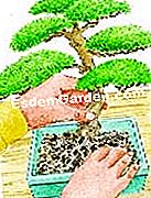 Repot bonsai - (campuran) Potting a bonsai (ilustrasi)