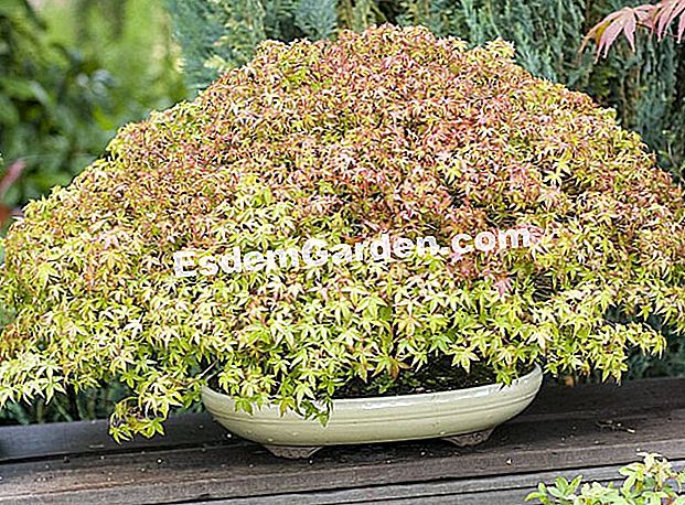 Repot bonsai - (tanah) bonsai: Acer 'Kiyohime'
