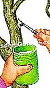 Gerak isyarat yang baik di taman: pokok pemangkasan - (yang) EsdemGarden