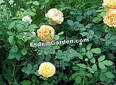 Η χρυσή τριαντάφυλλο, η καλοκαιρινή άνθηση, το ροζ και το κίτρινο (Rose Garden)