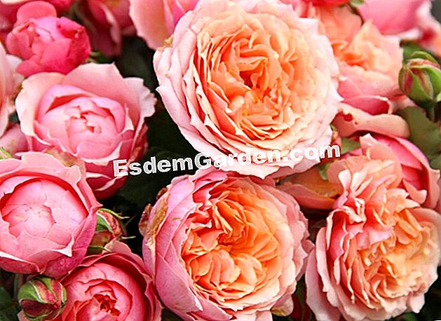 Rose bushes (Rosa): petua pemeliharaan dan penyelenggaraan - (penyelenggaraan) Rose Guillot 'Kelab Wanita' - EsdemGarden