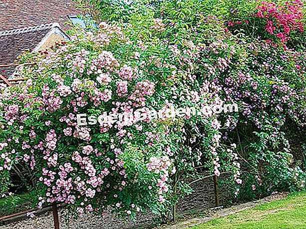 Rose ben allestite: un tunnel di fiori - (rami) F. Marre - EsdemGarden - The Pinard Wood