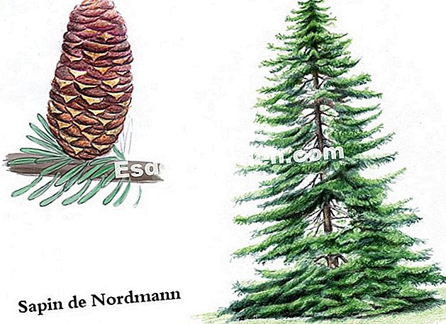Nordmann's fir (Abies nordmanniana) - (pada) Nordmann's fir (Abies nordmanniana) - Drawing: I. Frances