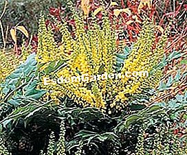 I profumi dell'inverno - (profumi) Mahonia - EsdemGarden