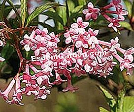 I profumi dell'inverno - (dell) Viburnum - EsdemGarden