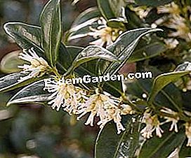 I profumi dell'inverno - (delle) Sarcococca - EsdemGarden