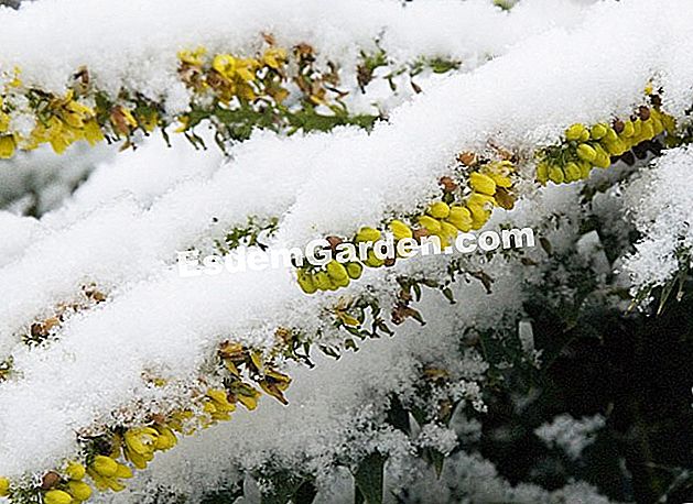 I profumi dell'inverno - (arbusti) Mahonia sotto la neve