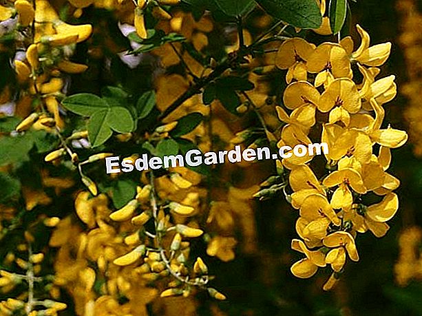 Lembaran penanaman dan penyelenggaraan laburnum - (dengan) Cytise (Laburnum) © P. Asseray - EsdemGarden