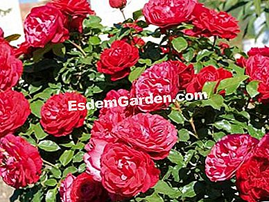 Takut, memanjat, landskap, belukar: memilih belukar bunga yang tepat - (memanjat) Rose 'Mona-Lisa' - Meilland