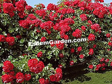 Takut, memanjat, landskap, belukar: memilih belukar bunga yang tepat - (belukar) Rosier Scarlet Prodigy - Meilland