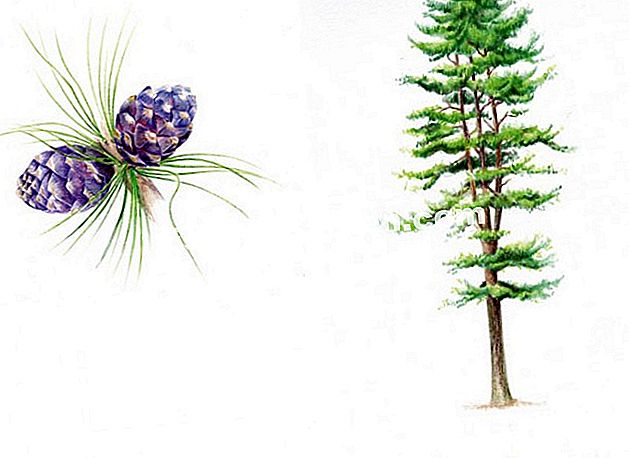 Arolle (Pinus cembra) - (cembra) Cembro pinus (Pinus cembra) - Sinonim: pinus alpine, arol, arve, auvier, tinier - Drawing I. Frances