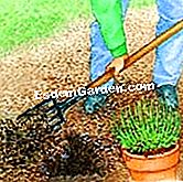 Berjaya menanam lavender: langkah demi langkah - (lubang) Pembentukan lubang