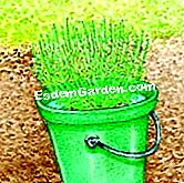 Berjaya menanam lavender: langkah demi langkah - (yang) Kosongkan tanah