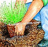 Berjaya menanam lavender: langkah demi langkah - (lubang) Letakkan gundukan itu